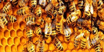 Đưa nạn nhân ra khỏi khu vực có ong