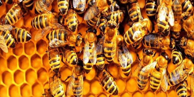 Đưa nạn nhân ra khỏi khu vực có ong