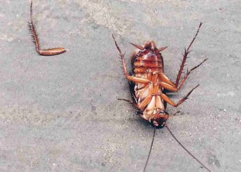 Cách phân biệt gián và các loại bọ khác