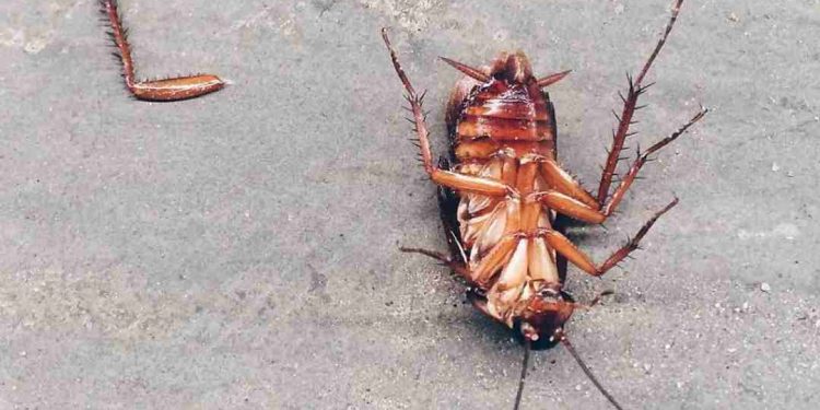 Cách phân biệt gián và các loại bọ khác