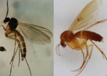 Phương pháp xử lý ruồi ăn nấm trong nông nghiệp.