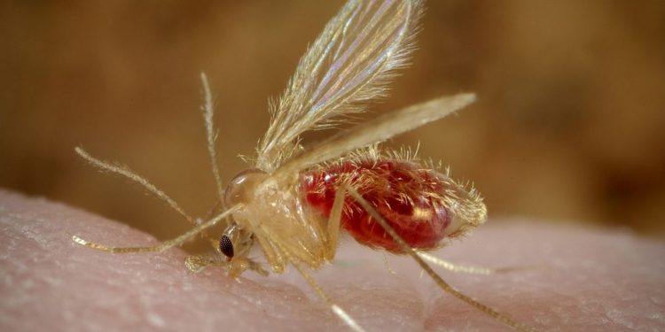 Những Điều Cần Biết Về Ruồi Cát