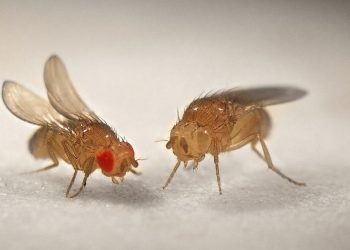 Đặc điểm con ruồi giấm