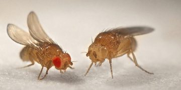 Đặc điểm con ruồi giấm