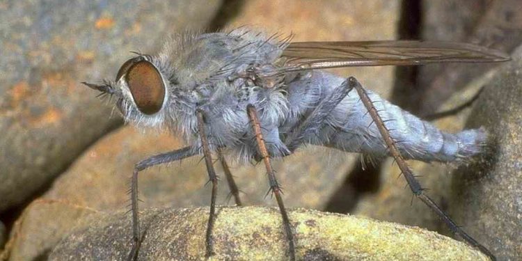 Giới thiệu về Ruồi Xám: Những Điều Cần Biết