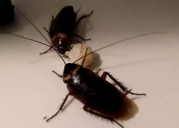 Đặc điểm của loài gián, hình dáng, cách sống.