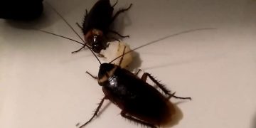 Đặc điểm của loài gián, hình dáng, cách sống.