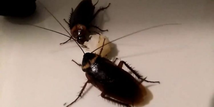 Đặc điểm của loài gián, hình dáng, cách sống.