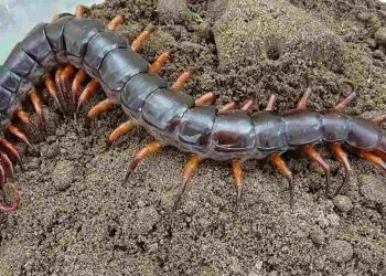 Tổng quan về loài rết