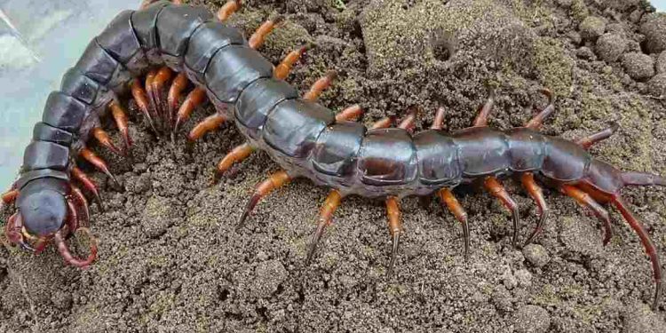 Tổng quan về loài rết