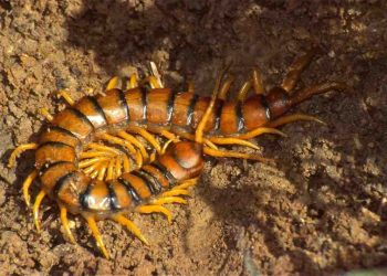 Sự Phân Biệt Giữa Các Loài Rết