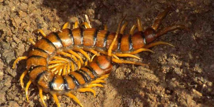 Sự Phân Biệt Giữa Các Loài Rết