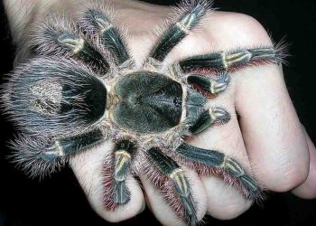 Giới thiệu về loài nhện Khổng Lồ Cerbalus Aravaensis