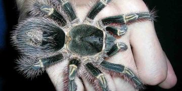 Giới thiệu về loài nhện Khổng Lồ Cerbalus Aravaensis