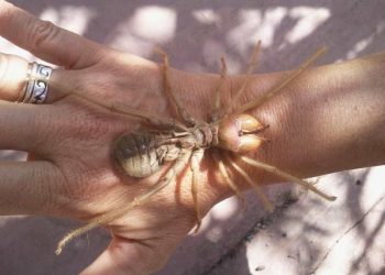 Khám Phá Nhện Khổng Lồ Colombia