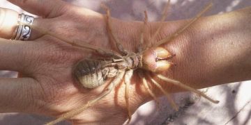 Khám Phá Nhện Khổng Lồ Colombia