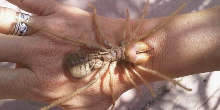 Khám Phá Nhện Khổng Lồ Colombia