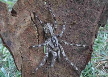 Giới thiệu về Khổng Lồ Poecilotheria Rajaei