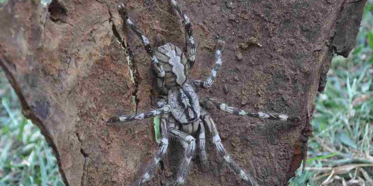 Giới thiệu về Khổng Lồ Poecilotheria Rajaei