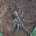 Giới thiệu về Khổng Lồ Poecilotheria Rajaei