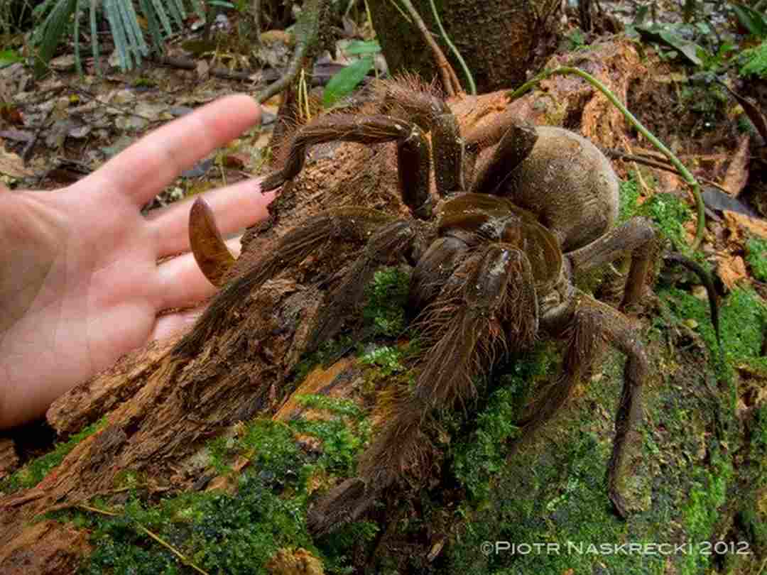 loài nhện Khổng Lồ Theraphosa Blondi