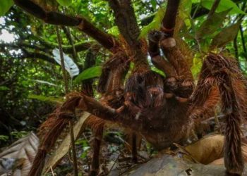 loài nhện Khổng Lồ Theraphosa Blondi