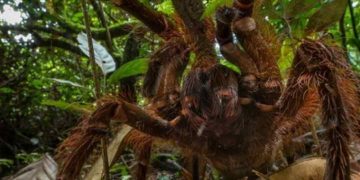 loài nhện Khổng Lồ Theraphosa Blondi