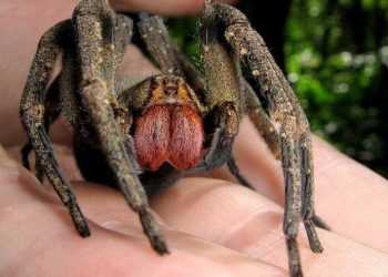 Nhện Khổng Lồ Xenesthis Monstrosa