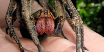 Nhện Khổng Lồ Xenesthis Monstrosa