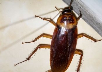 Ảnh hưởng của loài gián đến con người