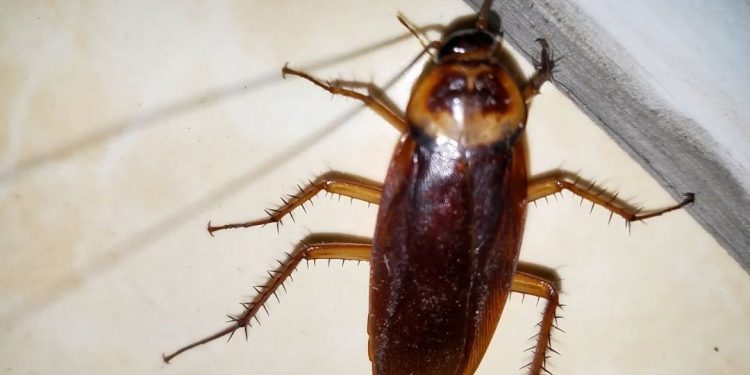 Ảnh hưởng của loài gián đến con người