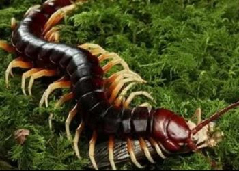 các yếu tố ảnh hưởng đến sự sinh trưởng của các loài rết