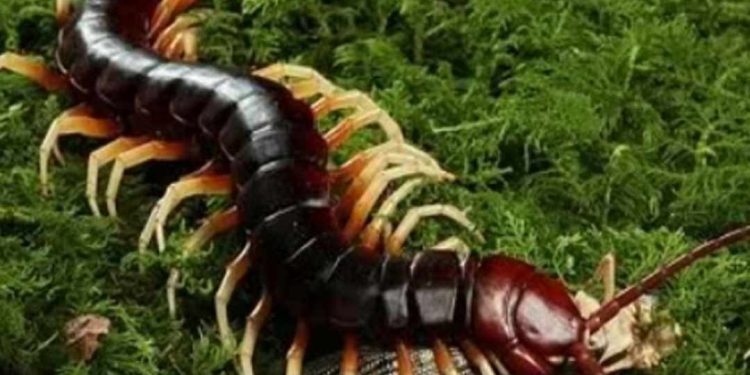 các yếu tố ảnh hưởng đến sự sinh trưởng của các loài rết