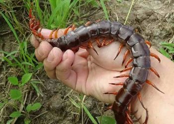 Những Điều Cần Lưu Ý Khi Xử Lý Khi Bị Rết Cắn