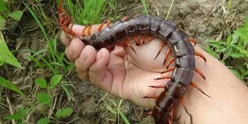 Những Điều Cần Lưu Ý Khi Xử Lý Khi Bị Rết Cắn