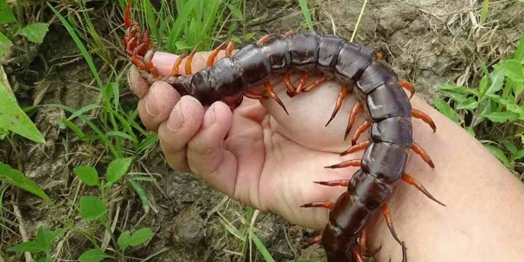 Những Điều Cần Lưu Ý Khi Xử Lý Khi Bị Rết Cắn