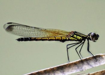 Những Hành Động Bảo Vệ chuồn chuồn Libellago Lineata