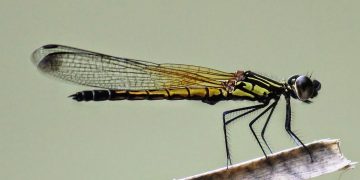 Những Hành Động Bảo Vệ chuồn chuồn Libellago Lineata