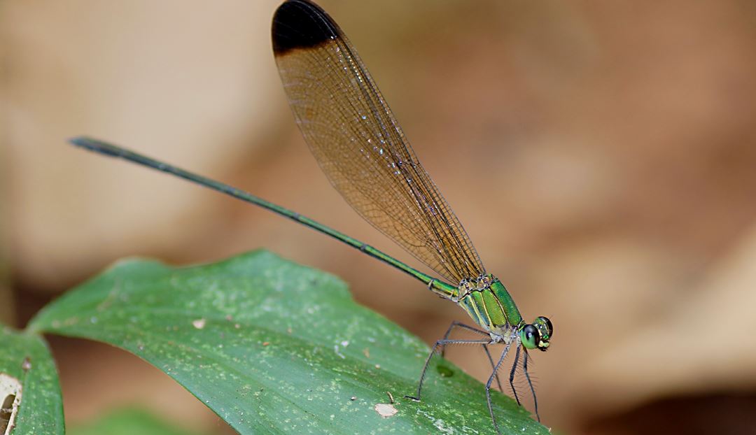 Giới thiệu về chuồn chuồn Vestalis Gracilis