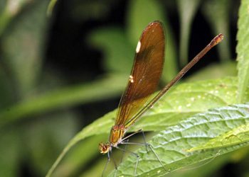 Môi trường sống của chuồn chuồn Vestalis Gracilis.