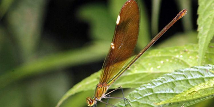 Môi trường sống của chuồn chuồn Vestalis Gracilis.