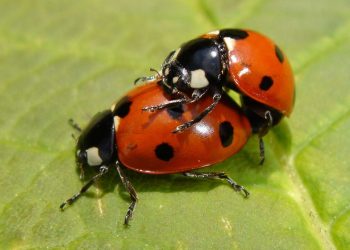 Các bước cơ bản trong quá trình sinh sản của bọ cánh cam