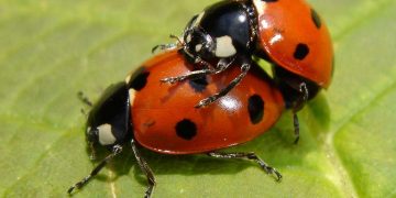 Các bước cơ bản trong quá trình sinh sản của bọ cánh cam