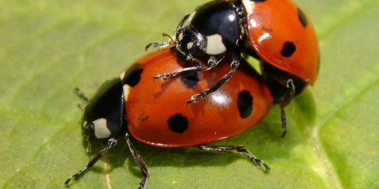 Các bước cơ bản trong quá trình sinh sản của bọ cánh cam