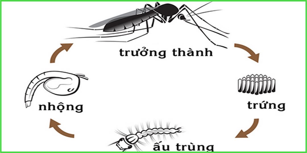 Cách diệt con muỗi