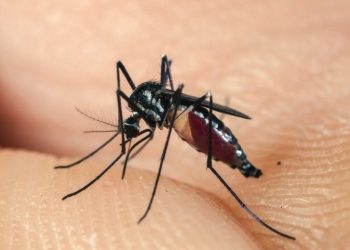 Cách sử dụng các vật dụng hỗ trợ diệt muỗi