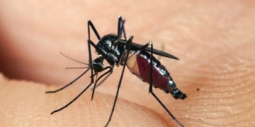 Cách sử dụng các vật dụng hỗ trợ diệt muỗi