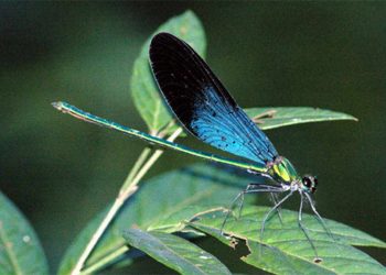 Các biện pháp bảo vệ chuồn chuồn Calopteryx Coomani