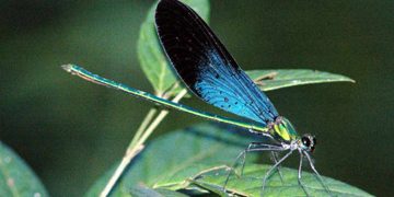 Các biện pháp bảo vệ chuồn chuồn Calopteryx Coomani