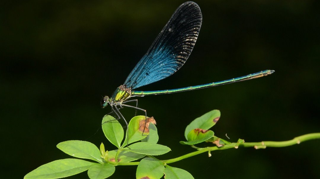 Giới thiệu về chuồn chuồn Matrona Basilaris Selys